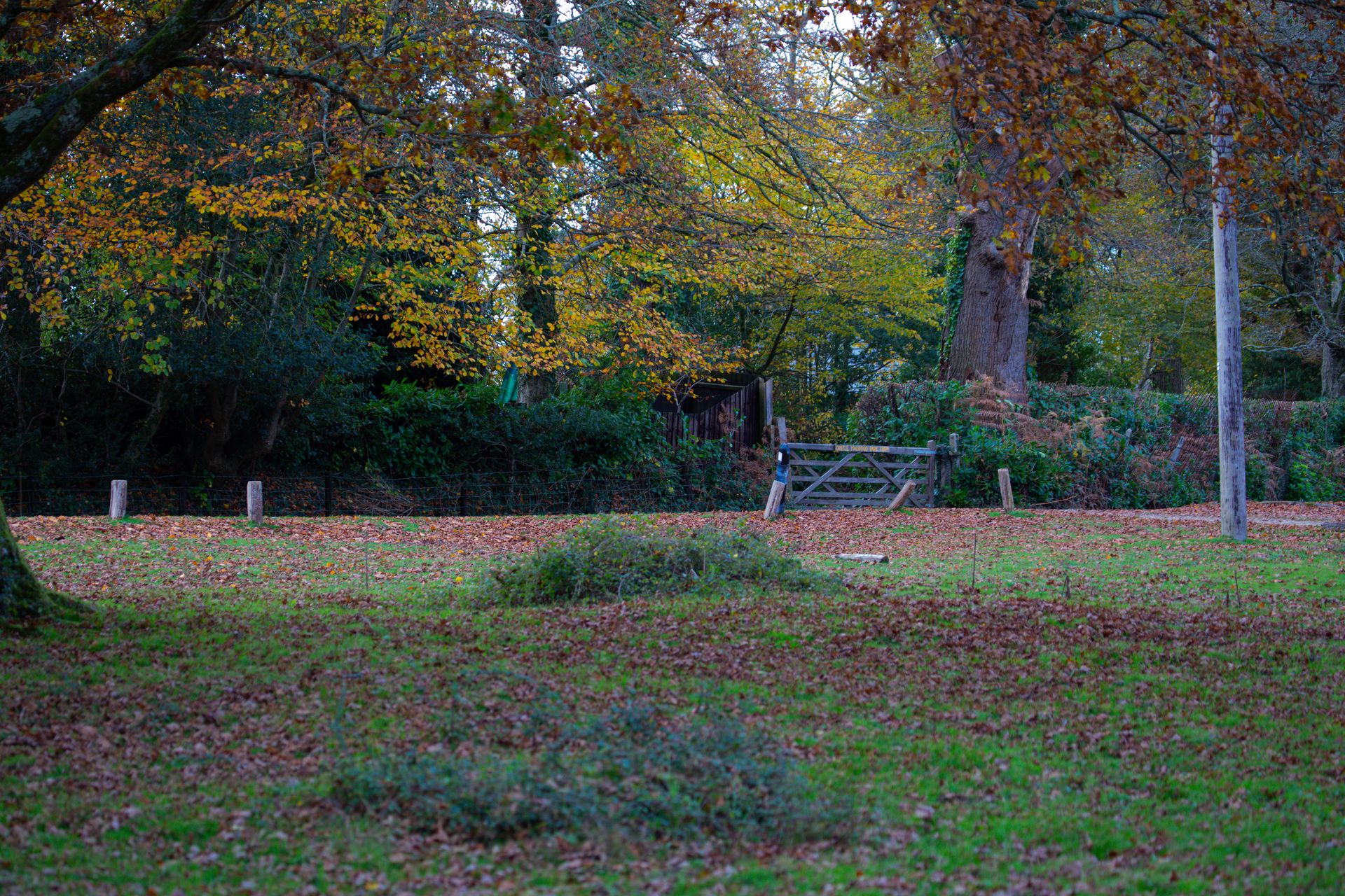 An autumnal scene in a park in Bournemouth.